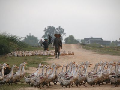 クリックでフルサイズのイメージを表示する